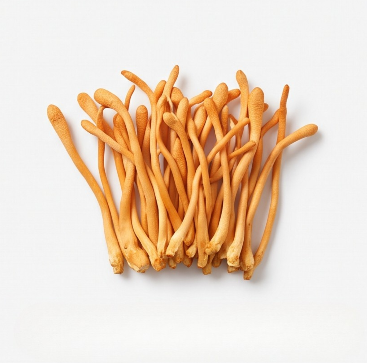 Cordyceps Mushroom