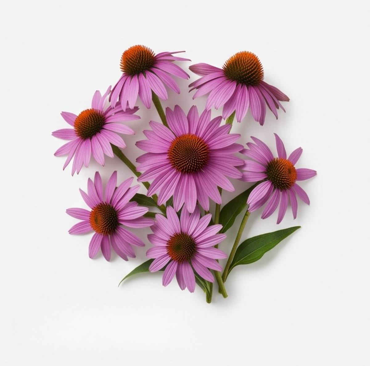 Echinacea