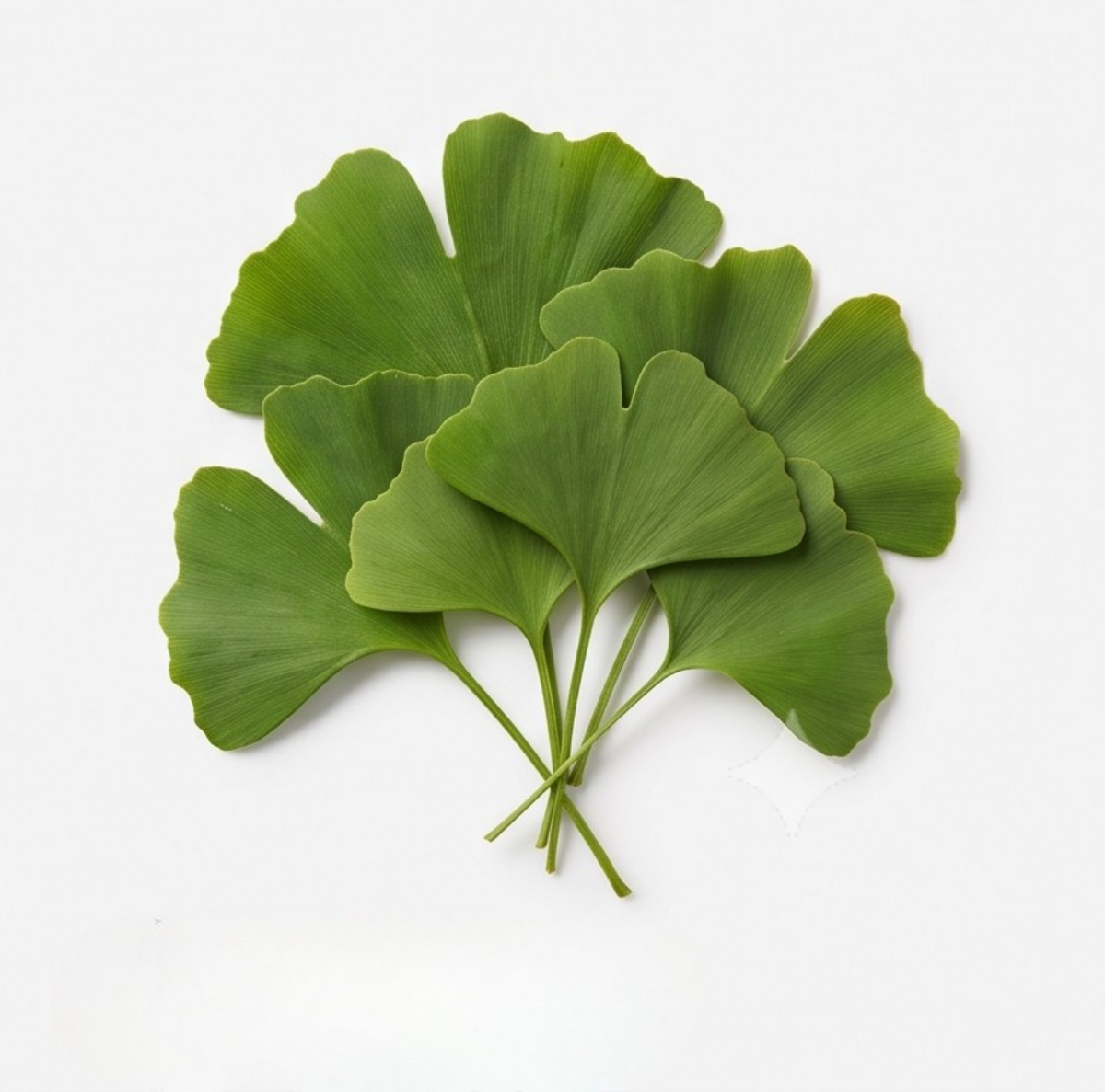 Ginkgo Leaf