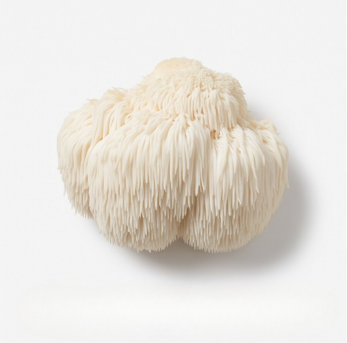 Lion's Mane Mushroom