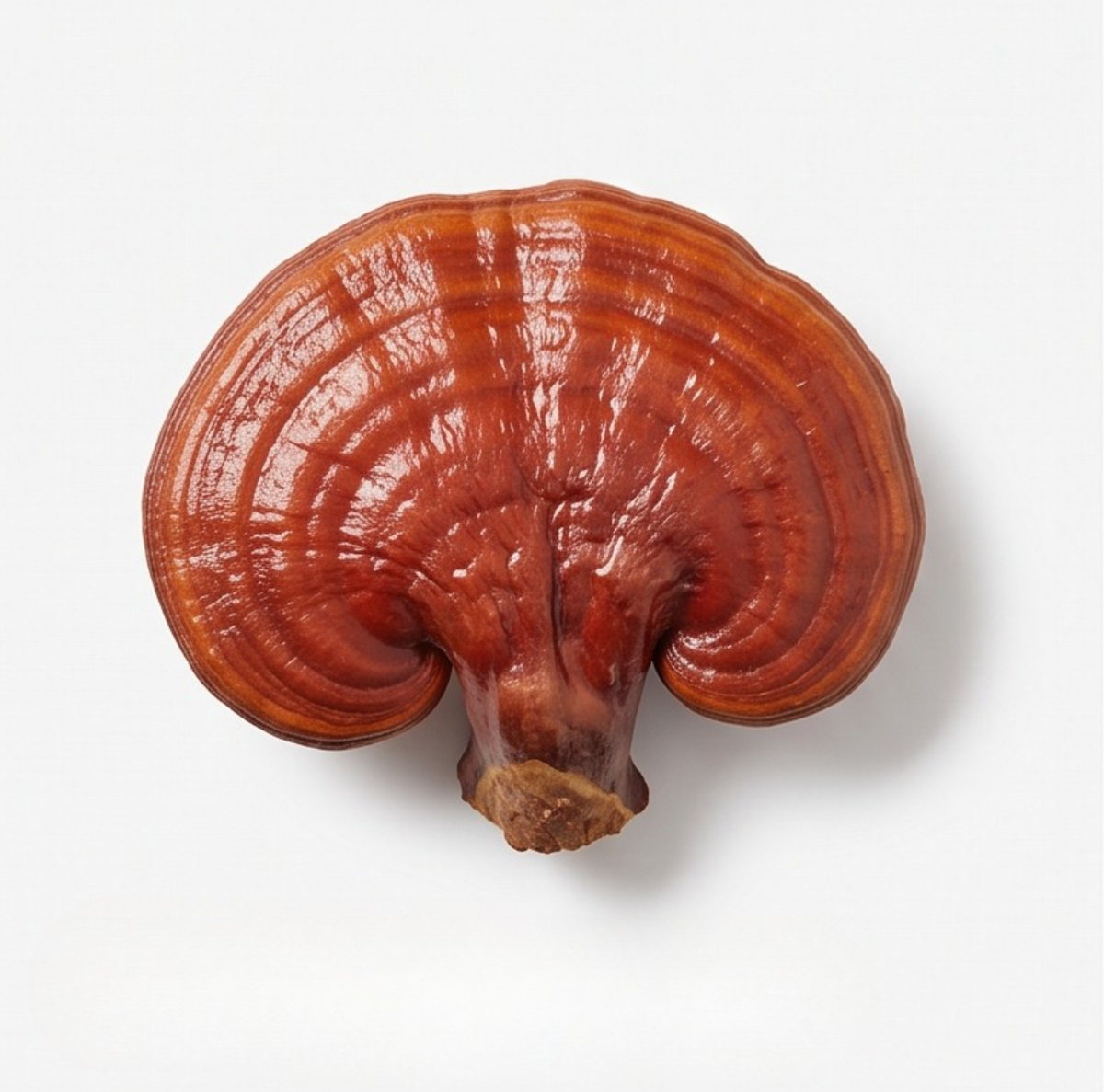 Reishi Mushroom