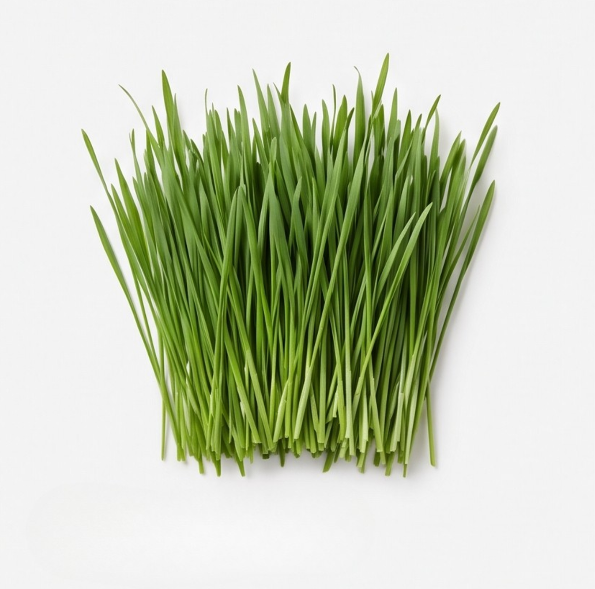 Wheatgrass